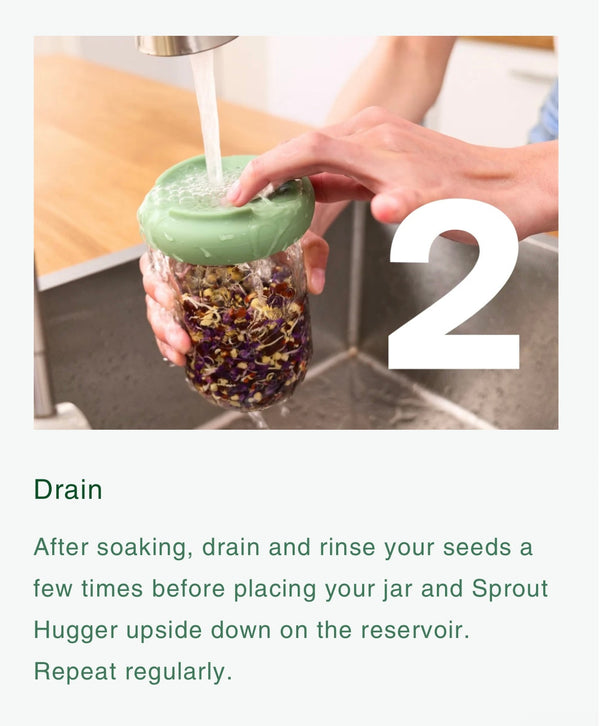 Food Huggers Micro Greens Kit
